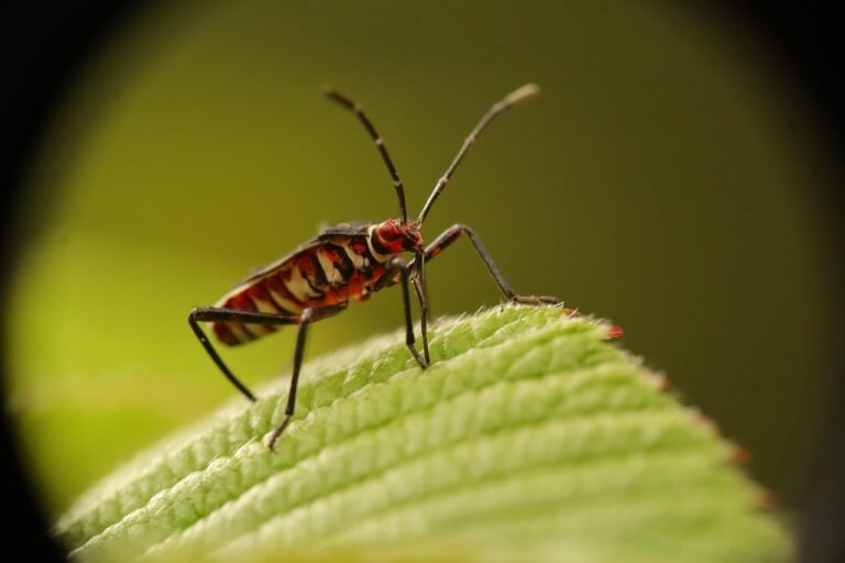 Professional bed bug heat treatment equipment