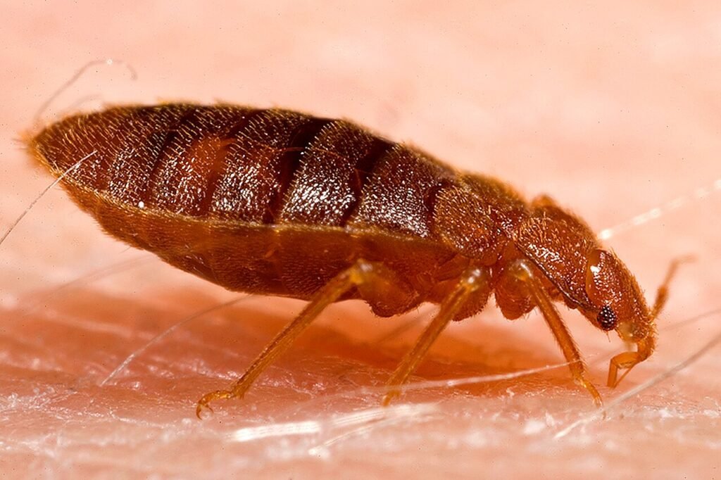 Close-up of an adult bed bug