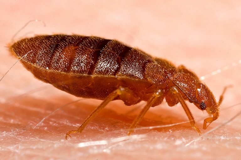 Close-up of an adult bed bug