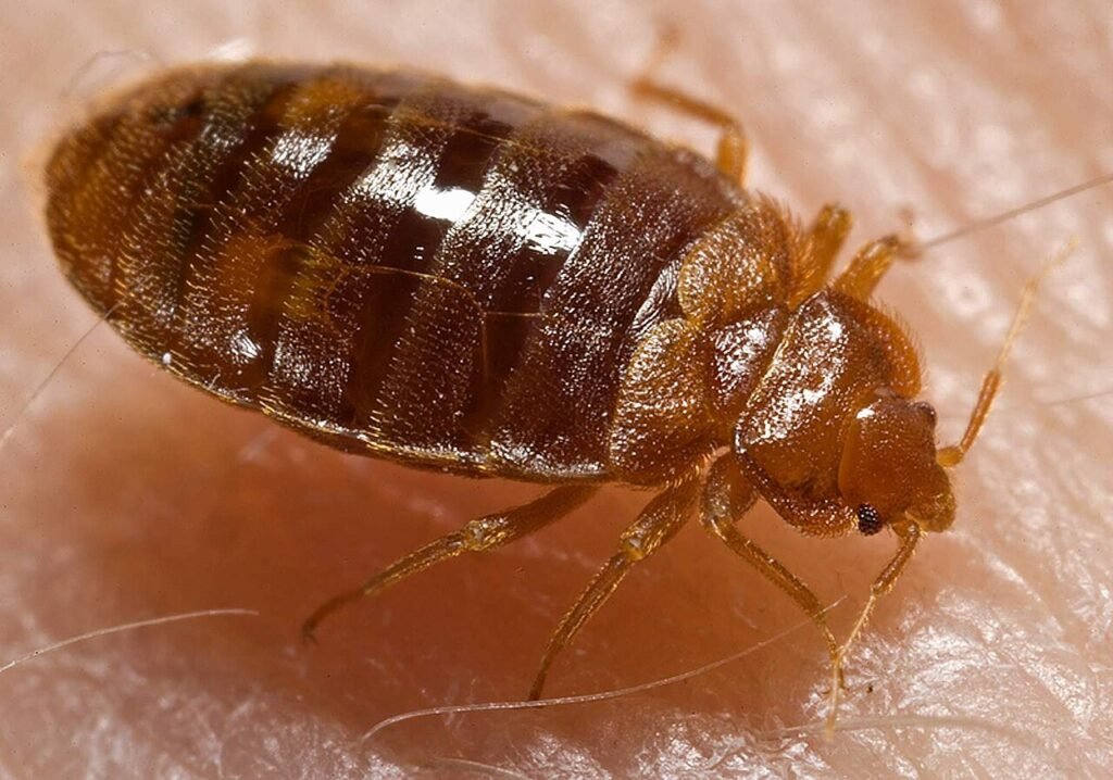 Adult bed bug on human skin