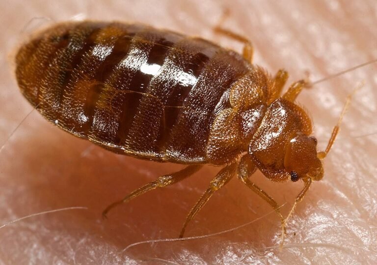Adult bed bug on human skin