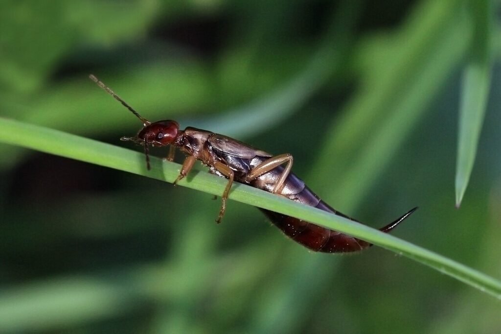 European earwig on a plant stem
