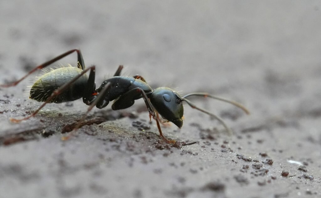 Carpenter ants invading GTA home in spring