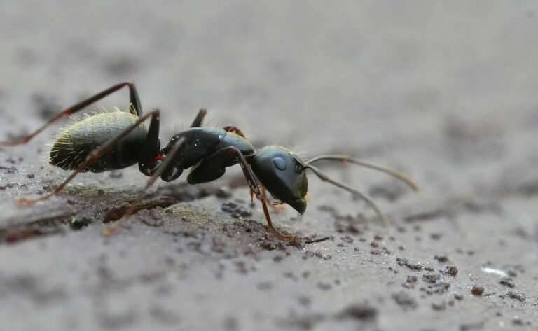 Carpenter ants invading GTA home in spring