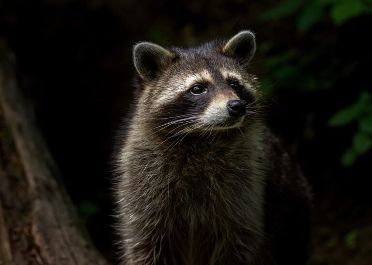 Raccoon entering GTA home attic in spring