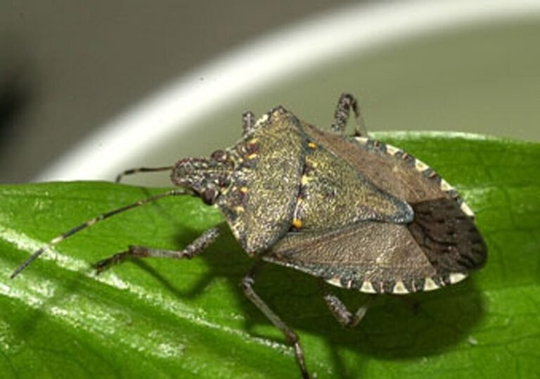 Brown marmorated stink bug on a leaf