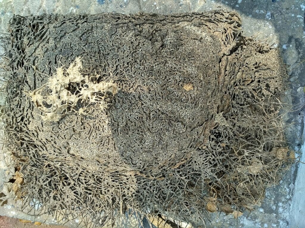 Termite tunneling damage in a block of wood