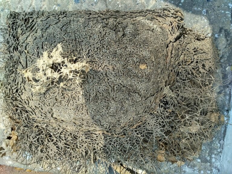 Termite tunneling damage in a block of wood